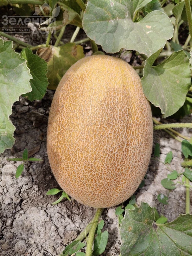 Марадонна F1 / Maradonna F1, 65-70 дней фото 1