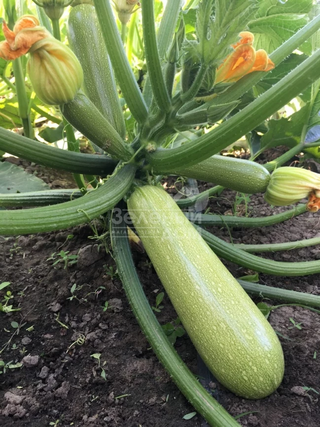 Марселла F1 / Marcella F1 фото 2