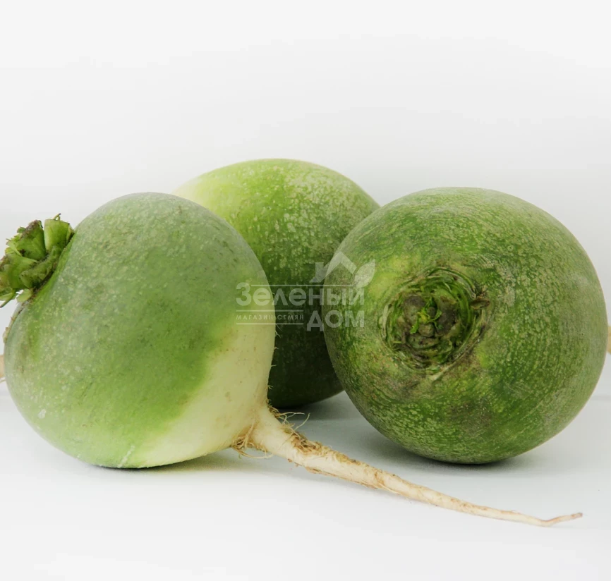 Ника / Nika,60-70 дней фото 2