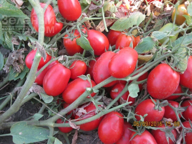 1509 F1 / 1509 F1,110 дней фото 1