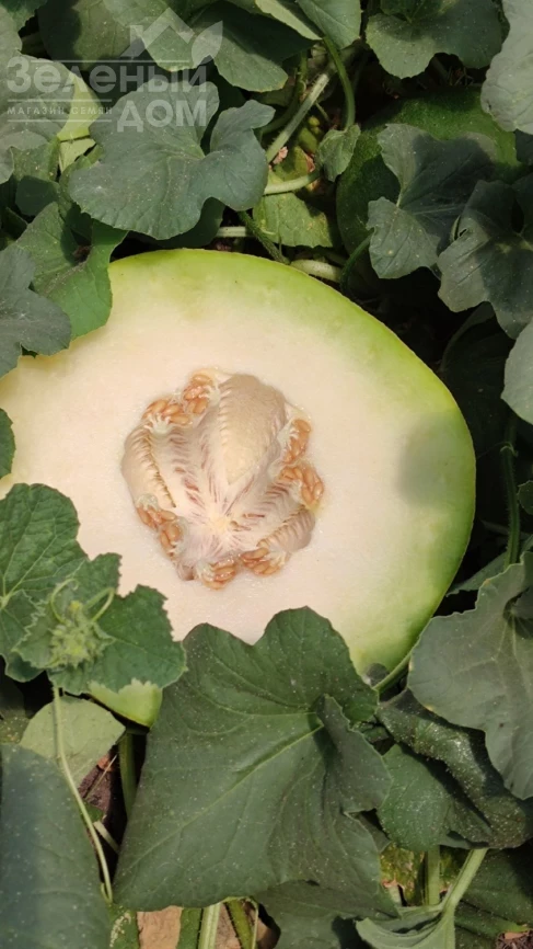 Сара F1 (INX 1231) F1 / SARA F1 (INX 1231) F1,48-50 дней фото 2