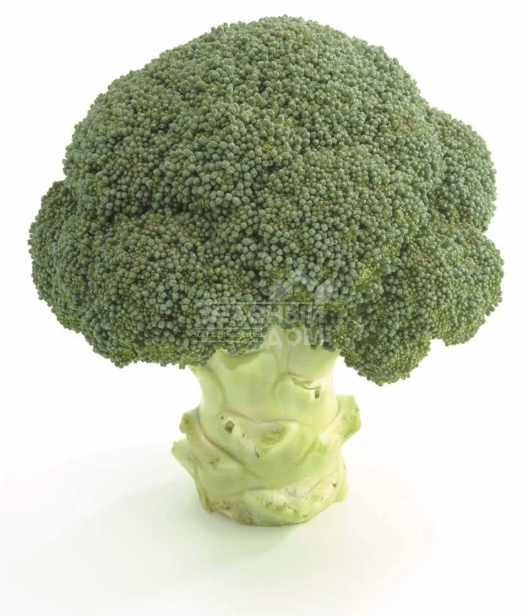 Ахилес F1 / Akhiles F1,55-65 дней фото 3