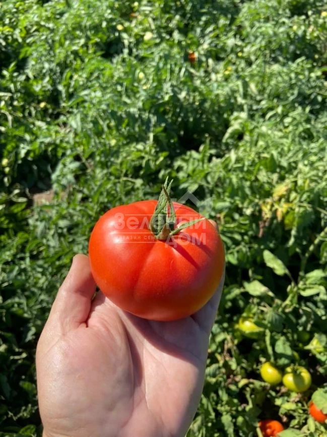 Рихам F1 / Riham F1,60-62 дня фото 3