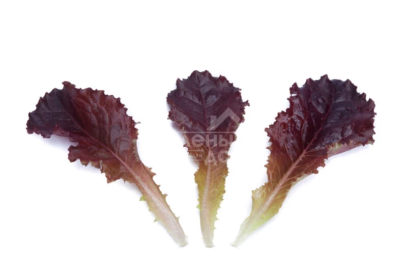 Алборето / Alboreto  фото 1