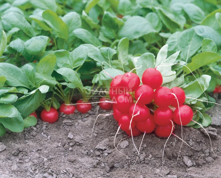 Донар F1 / Donar F1,23-25 дней фото 1