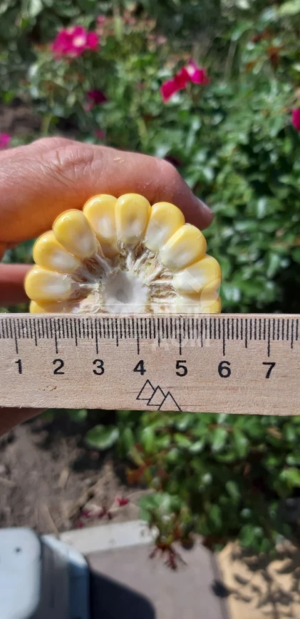 Сансвит F1 / Sansweet F1, 75-78 дней фото 5