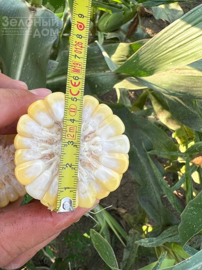 Рози F1 / Rozi F1, 73-74 дня фото 4