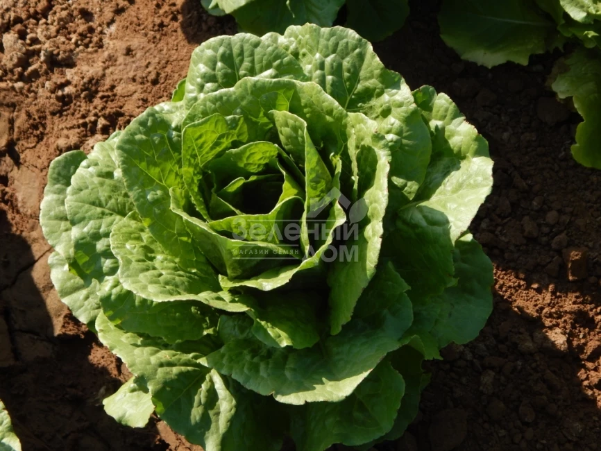 Мезкют / Mezquit фото 1