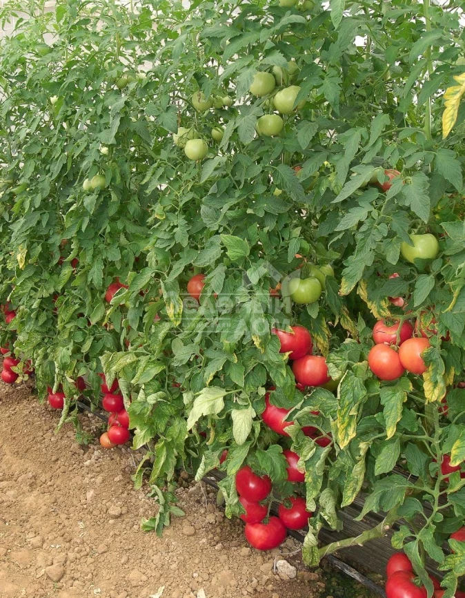 Пинк Мун F1 / Pink Moon F1 фото 3