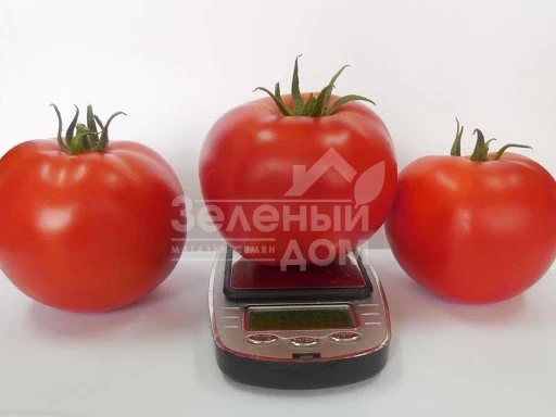 Акела F1 / Akela F1,60-65 дней фото 1