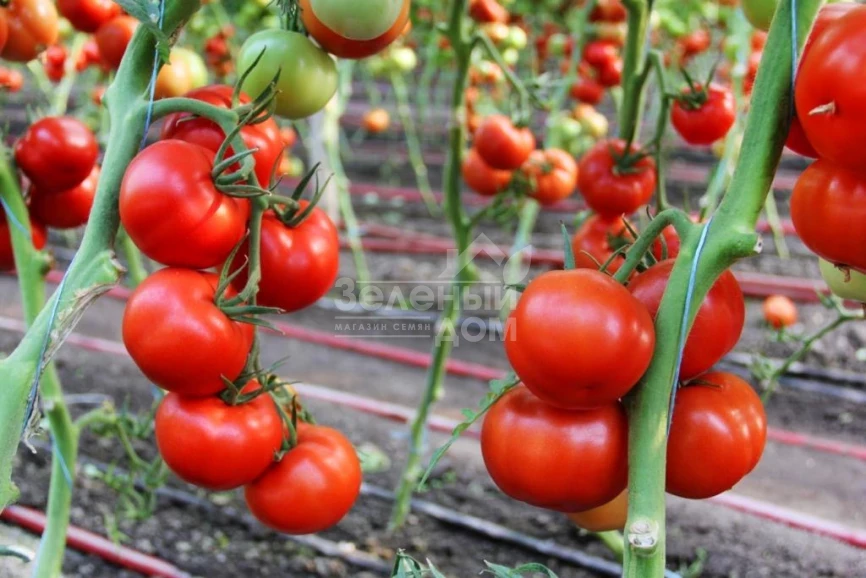 Реддер Булл F1 / Redder Bul F1 фото 2