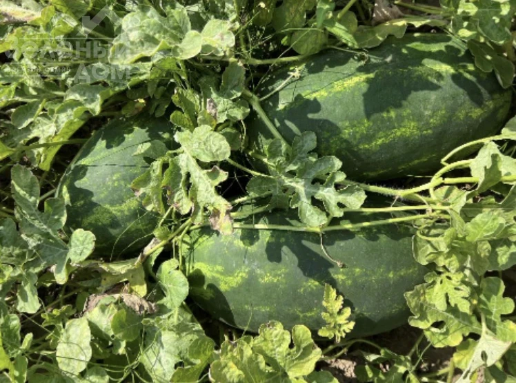 Эксплорер F1 / Eksplorer F1  фото 4