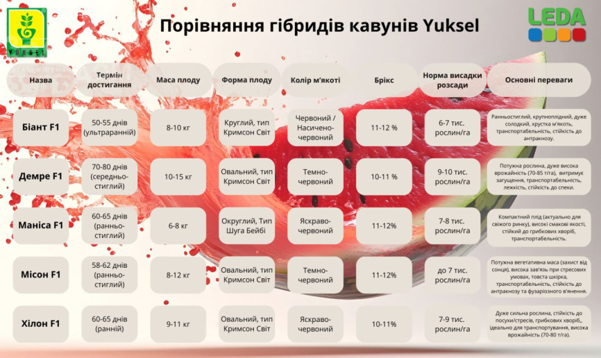 Біант (Шекер, Еркен) F1 / Biant F1,56-60 днів фото 3