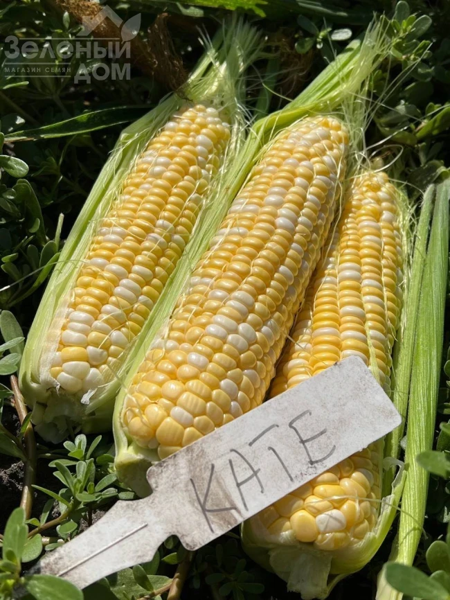 Кейт F1 / Kate F1, 76-77 дней фото 4