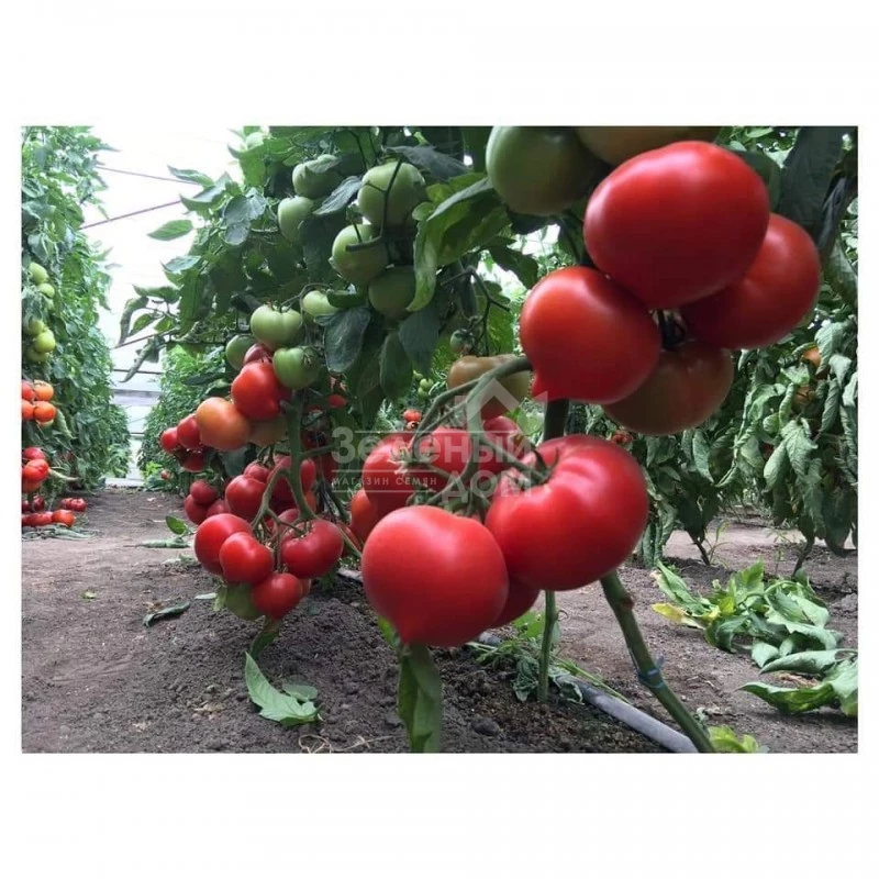 Саймон F1 / Saimon F1 фото 2