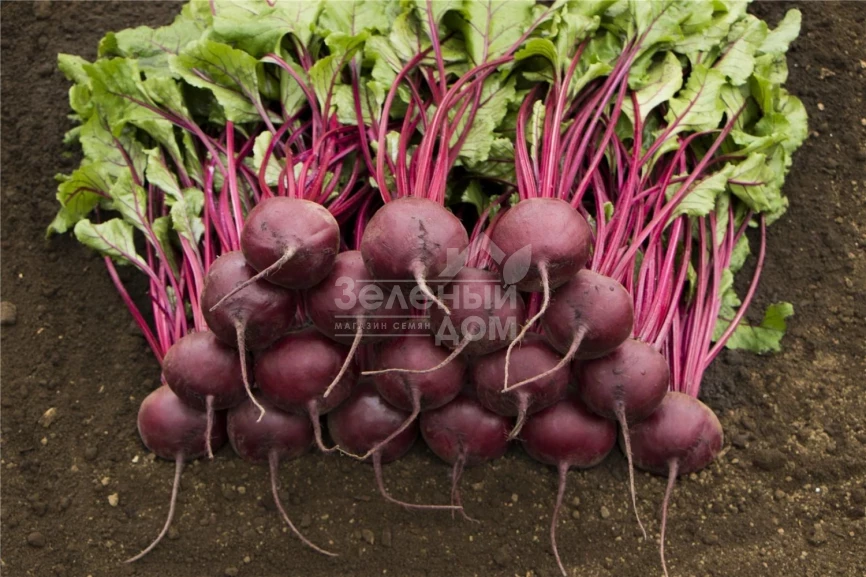 Маноло F1 / Manolo F1,110-115 дней фото 2