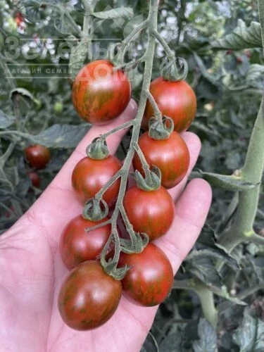 Маритта F1 / Maritta F1, 95 дней фото 4