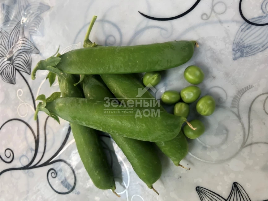 Нельсон / Nelson, 65-70 дней фото 2