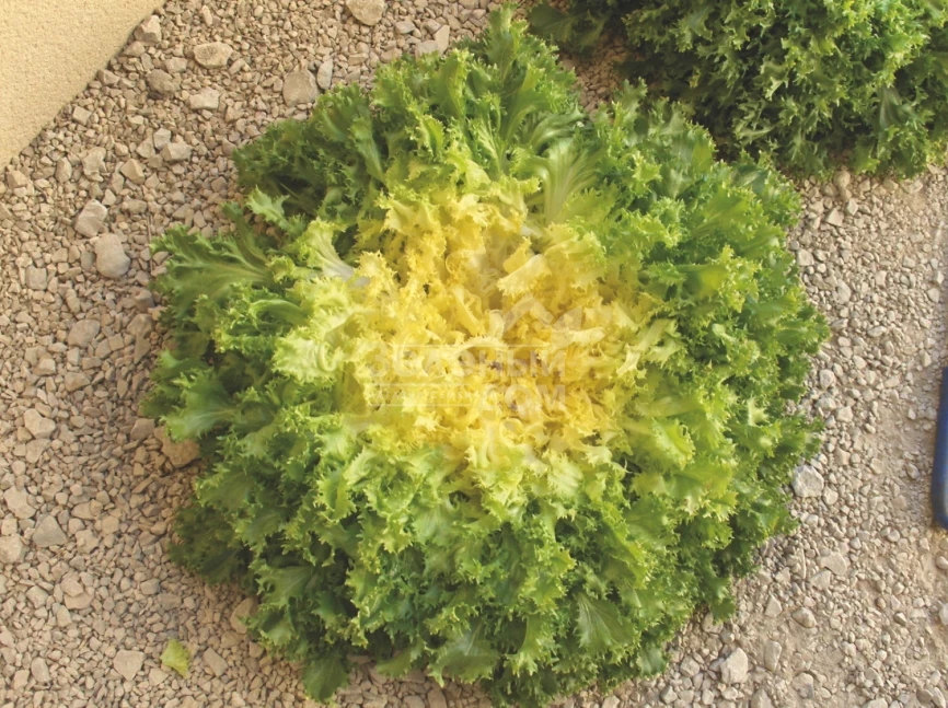 Домари / Domari фото 2