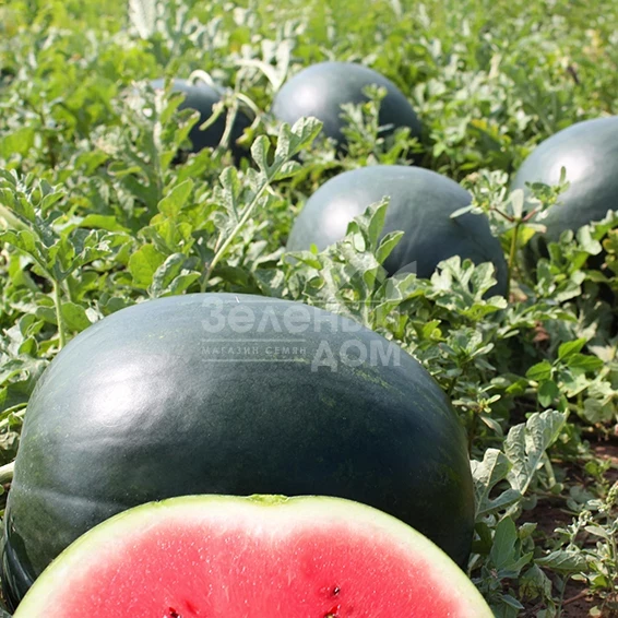 Лориан F1 / Lorian F1,75-80 дней фото 1