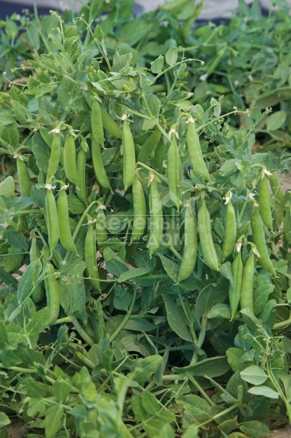 Трофи / Trofi ,64-72 дня фото 1