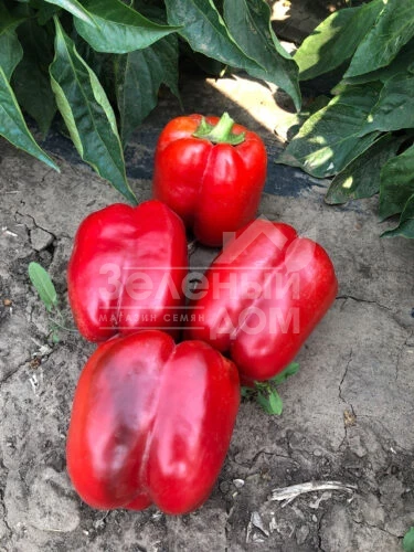 Стрит F1 / Street F1 фото 1