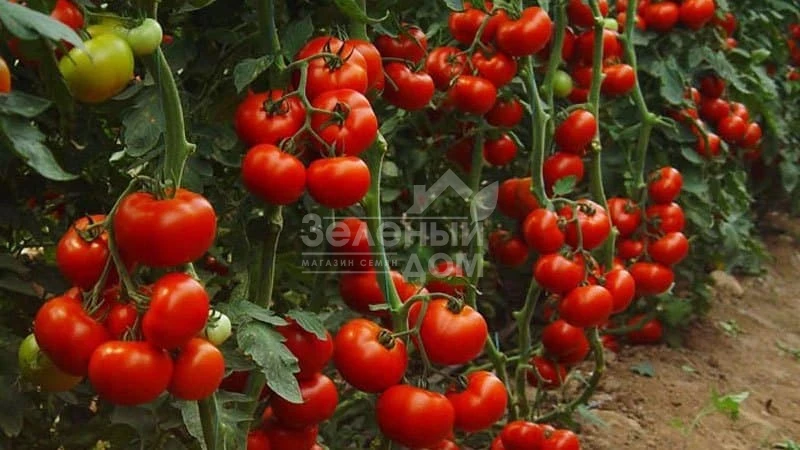 Женарос F1 / Jenaros F1,100-124 дня фото 1