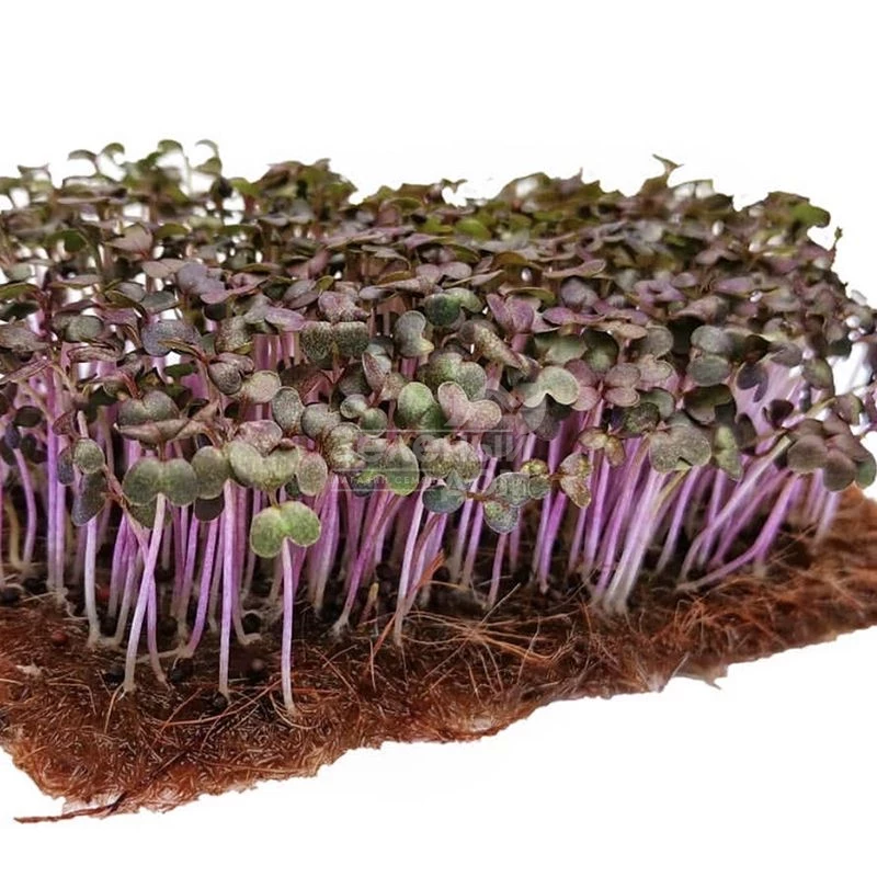 Микрогрин Горчица красная / Microgreen Mustard red фото 1