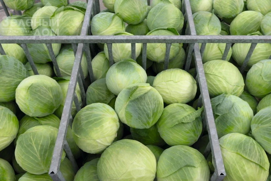 Аксель F1 / Axel F1 фото 1