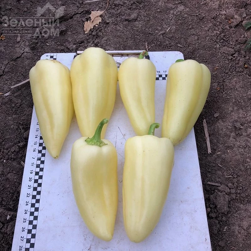 Бора F1 / Bora F1,50 дней фото 1