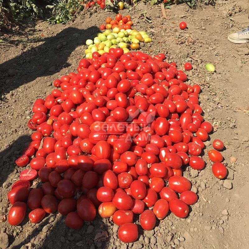 Оливенза F1 / Olivenza F1,120 дней фото 1