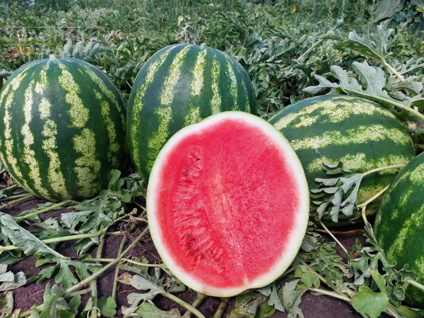 НУН 21613 F1 / НУН 21613 F1, 62-65 дней фото 2