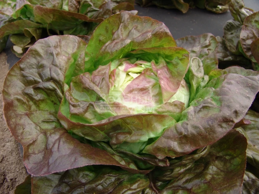 Сагим / Sagim фото 1