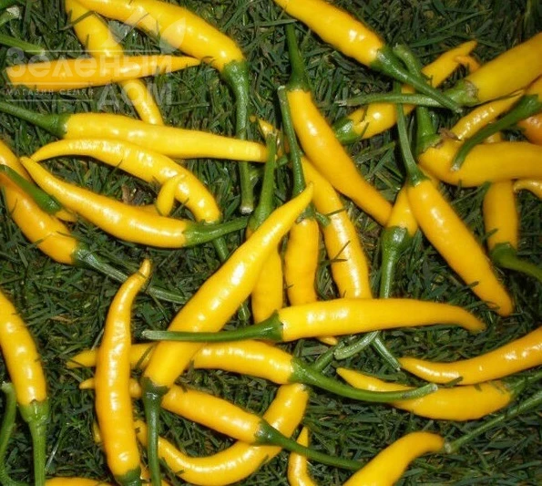 Кристиан / Kristian, 70-80 дней фото 1