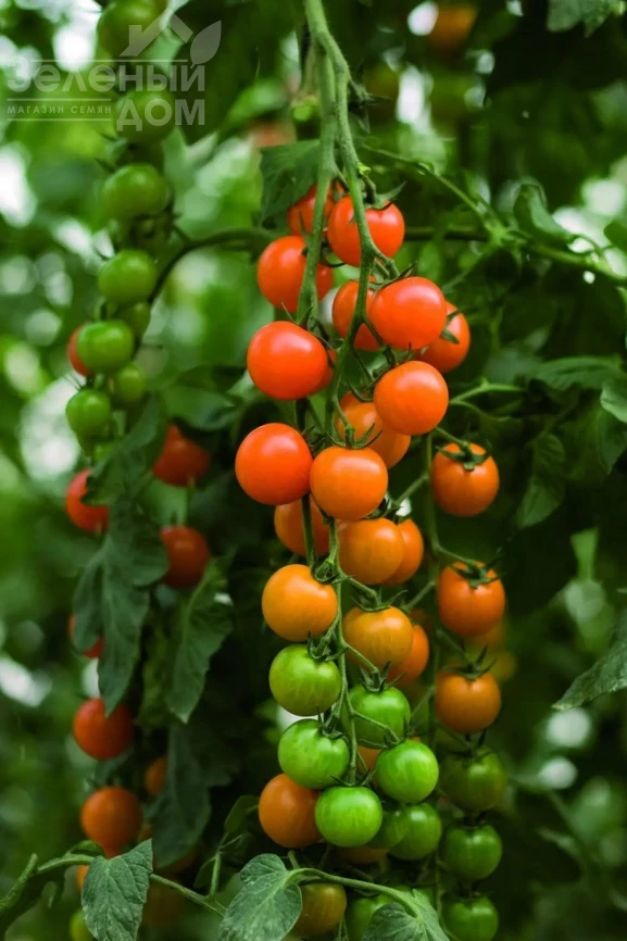 Торонжина F1 / Toronjina F1 фото 1