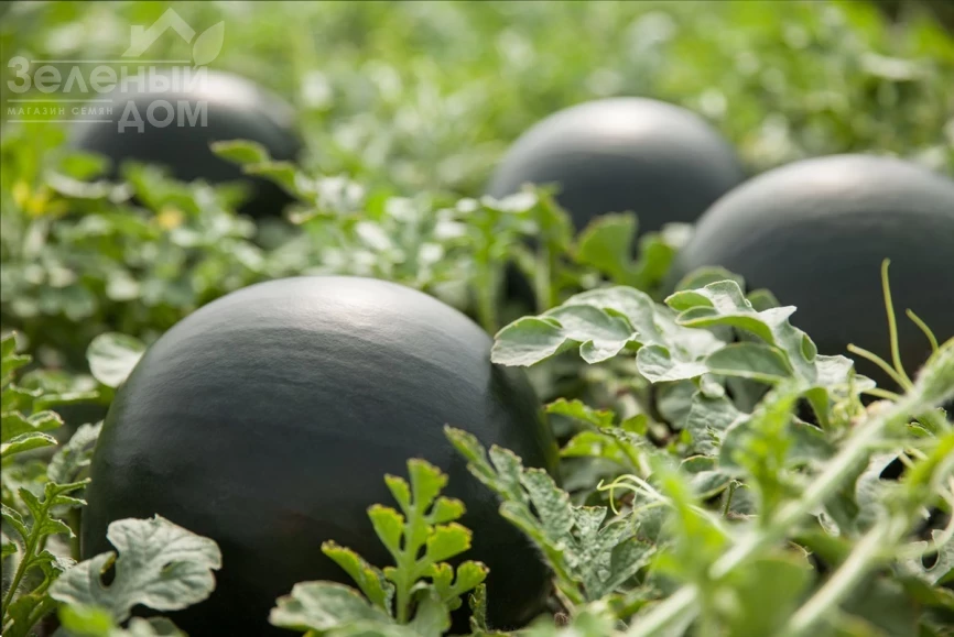 Морена F1 / Morena F1, 60-62 дня фото 2