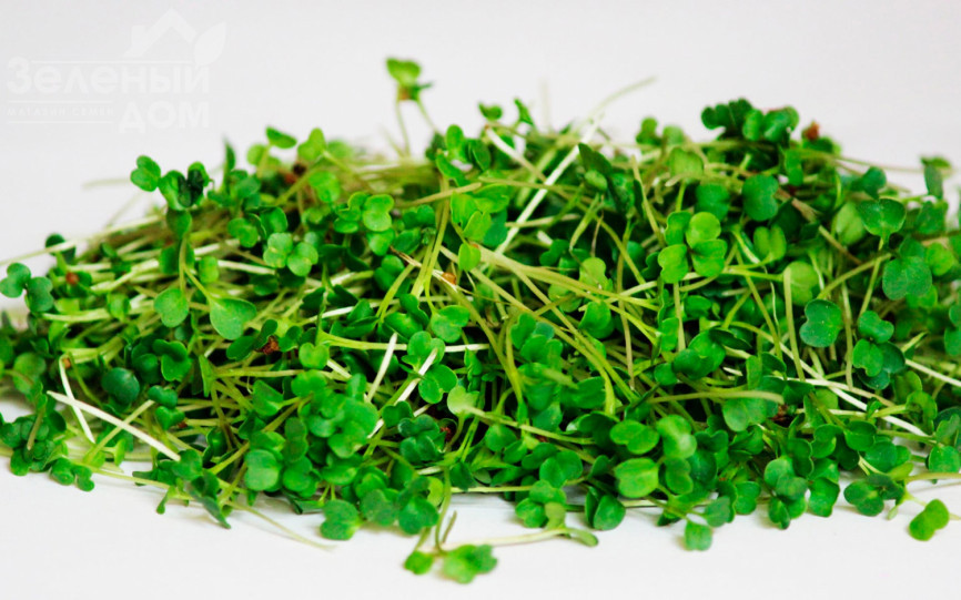 Мікрогрін Руккола / Microgreen Rukkola фото 1