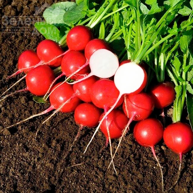 Гиганте Сикуло / Gigant Siculo фото 1