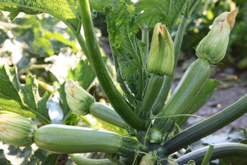 Ріка F1 / Rika F1 фото 1