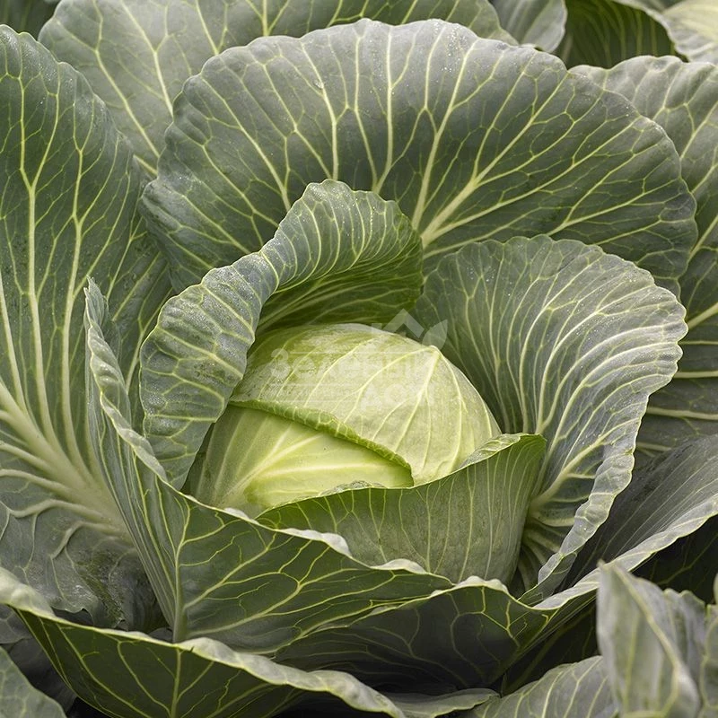 Киласис F1 / Kilasis F1 фото 4