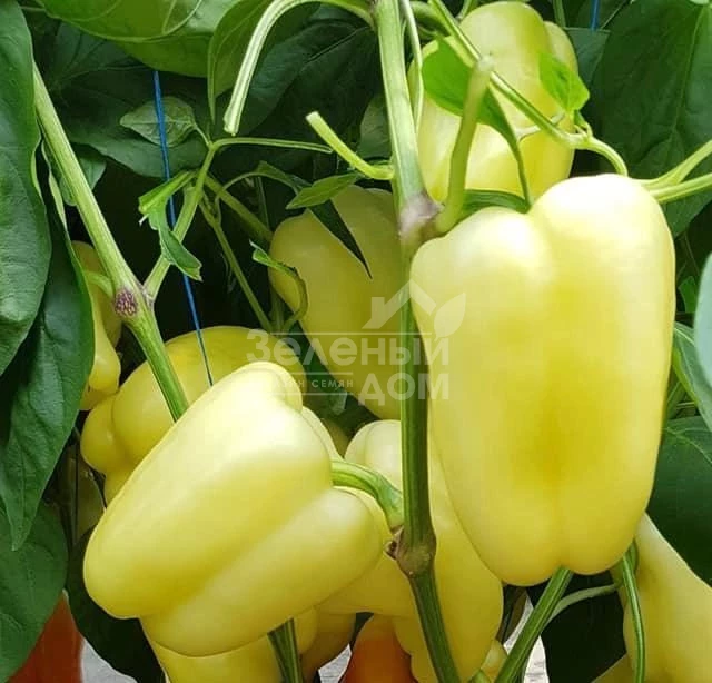 Барлем F1 / Barlem F1, 62-65 дней фото 2