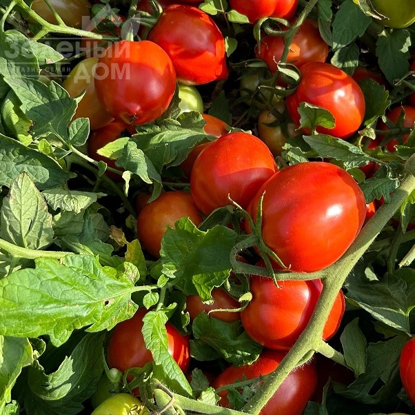 Джесика F1 / Jessica F1, 62-67 дней фото 1