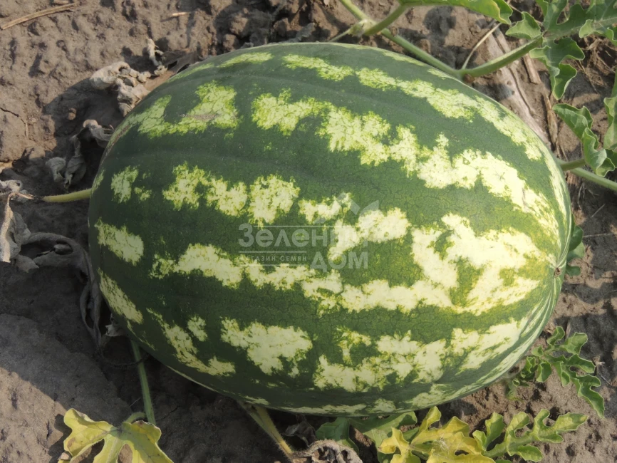 Ау Продюсер / AU Producer, 70-75 дней фото 5