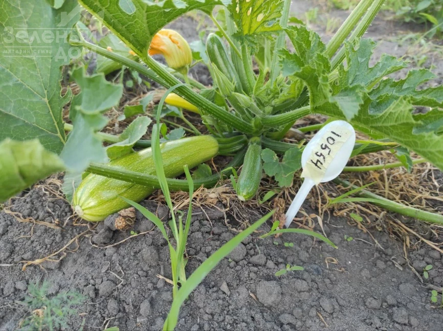 Мерлин (INX 10554) F1 / Merlin (INX 10554) F1 фото 4