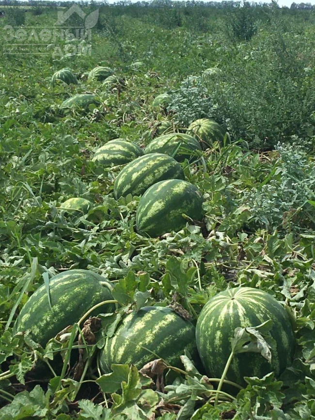 Грин Джар F1 / Green Jar F1, 60-65 дней фото 2