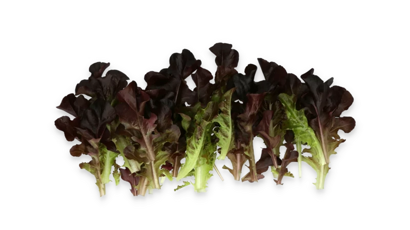 Боттас / Bottas фото 2