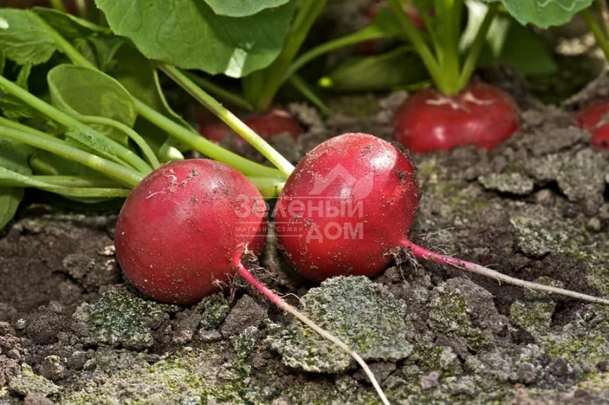 Диего F1 / Diego F1,22-23 дня фото 4