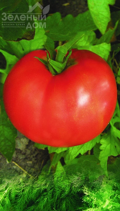 Волгоградский 5/95 / Volgogradskiy 5/95 фото 1