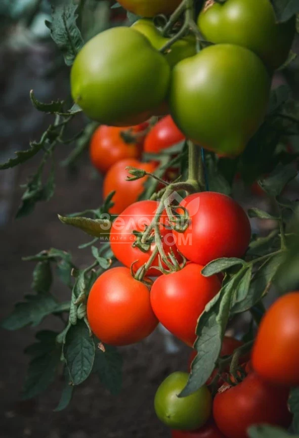 Арон F1 / Aron F1 фото 3