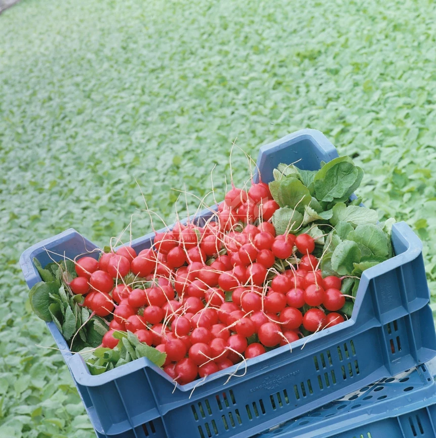 Стеллар F1 / Stellar F1,23-25 дней фото 1